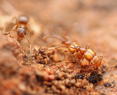 Pselaphinae
