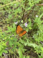 Lycaena edna