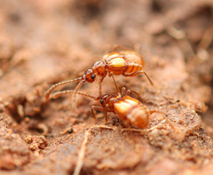 Pselaphinae