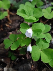 Oxalis acetosella