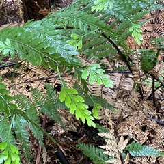 Asplenium bulbiferum