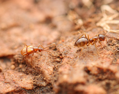 Pselaphinae