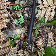 Asplenium bulbiferum