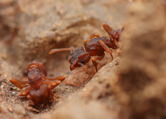 Cyphomyrmex flavidus