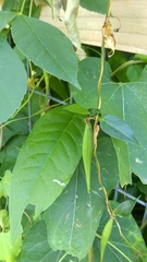 Cynanchum laeve