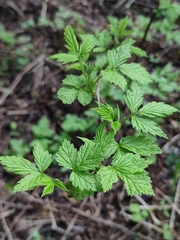 Rubus idaeus