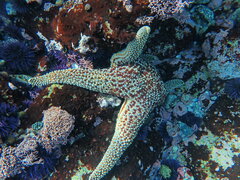 Pisaster giganteus