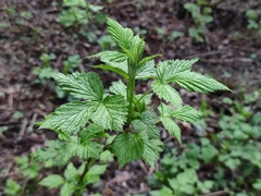 Rubus idaeus