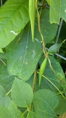 Cynanchum laeve