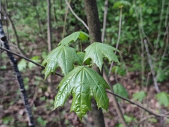 Acer platanoides