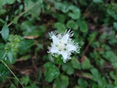 Parnassia foliosa