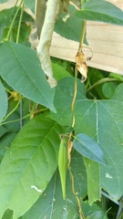 Cynanchum laeve