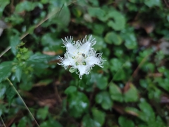 Parnassia foliosa