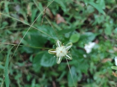 Parnassia foliosa