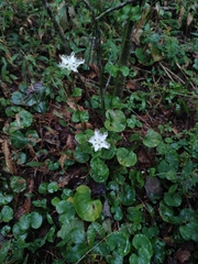 Parnassia foliosa