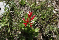 Spigelia
