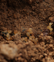 Cyphomyrmex flavidus