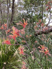 Anigozanthos manglesii