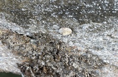 Siphonaria naufragum