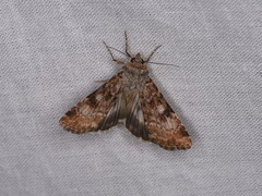 Heliothis punctifera