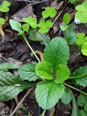 Ajuga reptans
