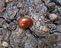 Paropsisterna cloelia