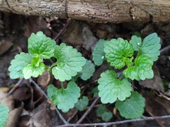 Glechoma hederacea