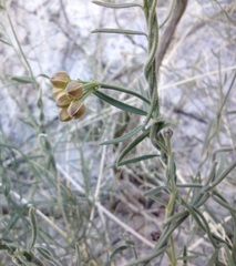 Funastrum hirtellum