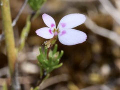 Stylidium repens