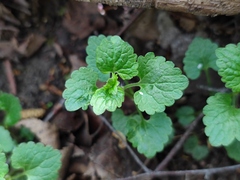 Glechoma hederacea