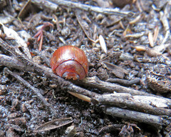 Paropsisterna cloelia