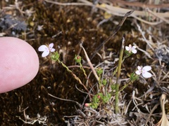 Stylidium repens