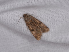 Heliothis punctifera