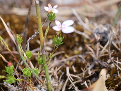 Stylidium repens