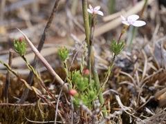 Stylidium repens