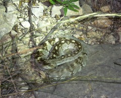 Crotalus ornatus