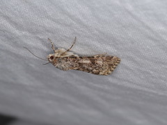 Heliothis punctifera