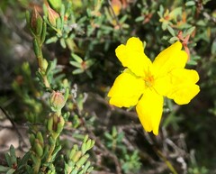 Hibbertia devitata