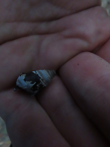 Armored Rocksnail
