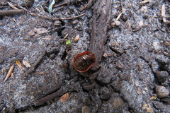 Paropsisterna cloelia