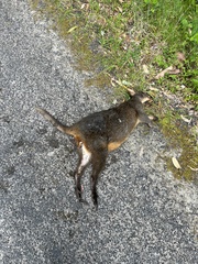 Thylogale billardierii