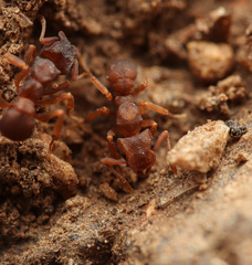 Cyphomyrmex flavidus