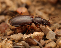Cymindis