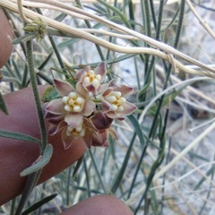 Funastrum hirtellum