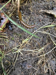 Cormocephalus rubriceps