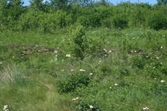 Paeonia lactiflora