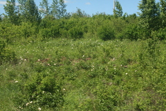 Paeonia lactiflora