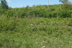 Paeonia lactiflora