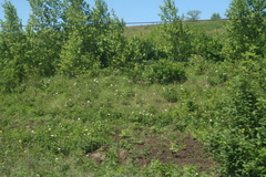 Paeonia lactiflora