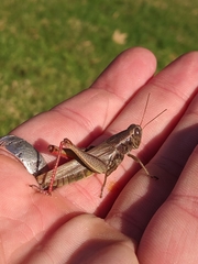Melanoplus yarrowii